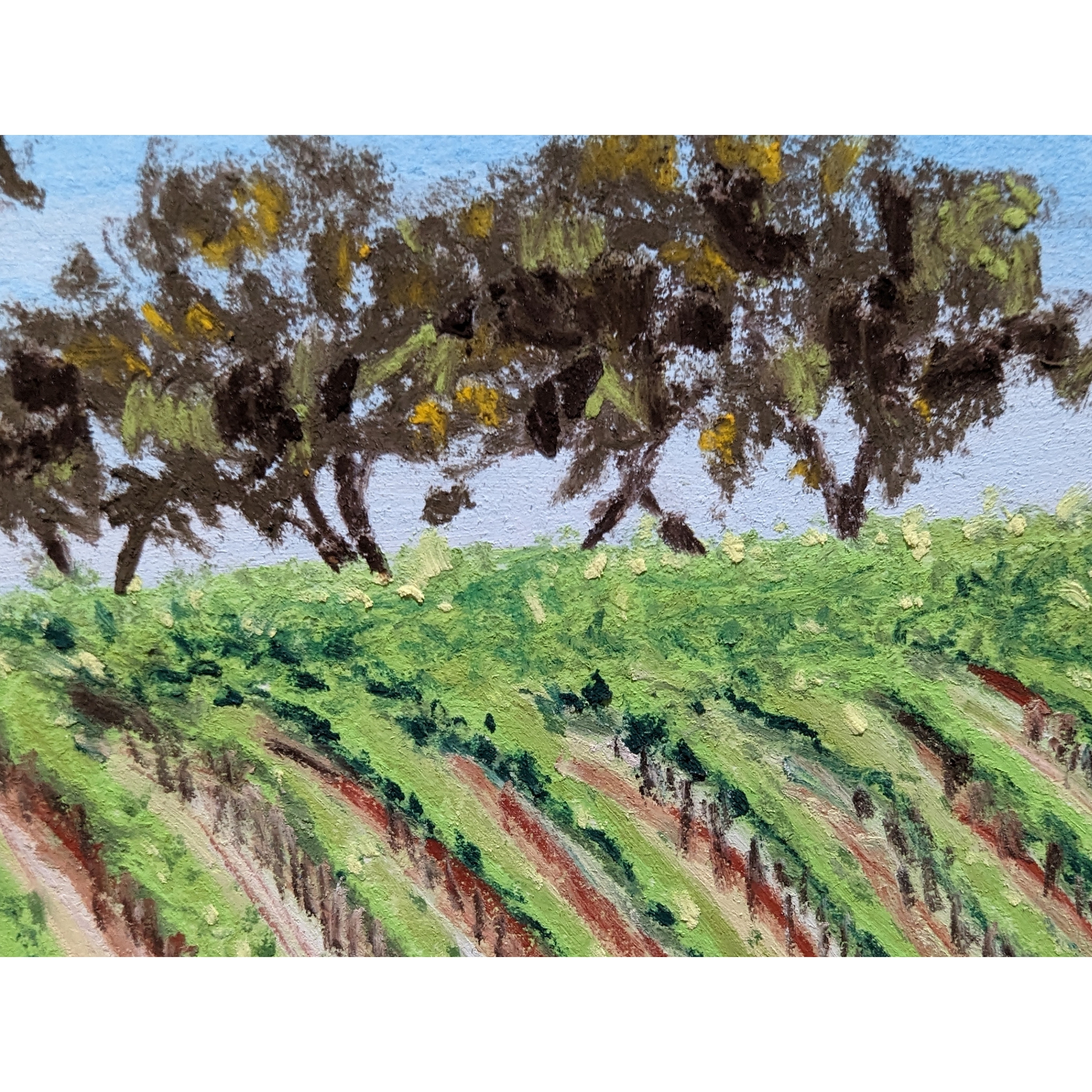 Sam Askin Clare Valley Vineyard Trees