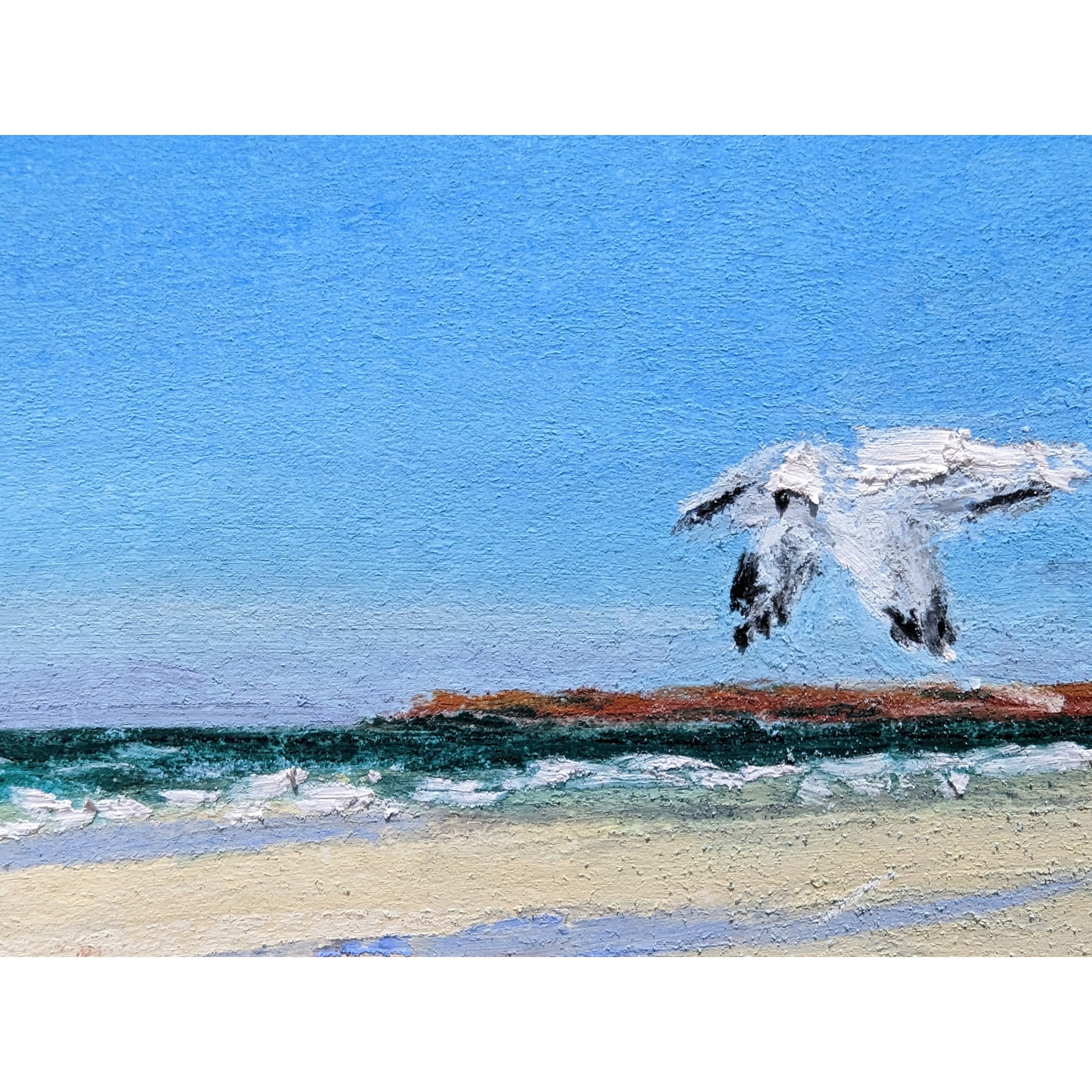 Sam Askin Glenelg Beach Seagull