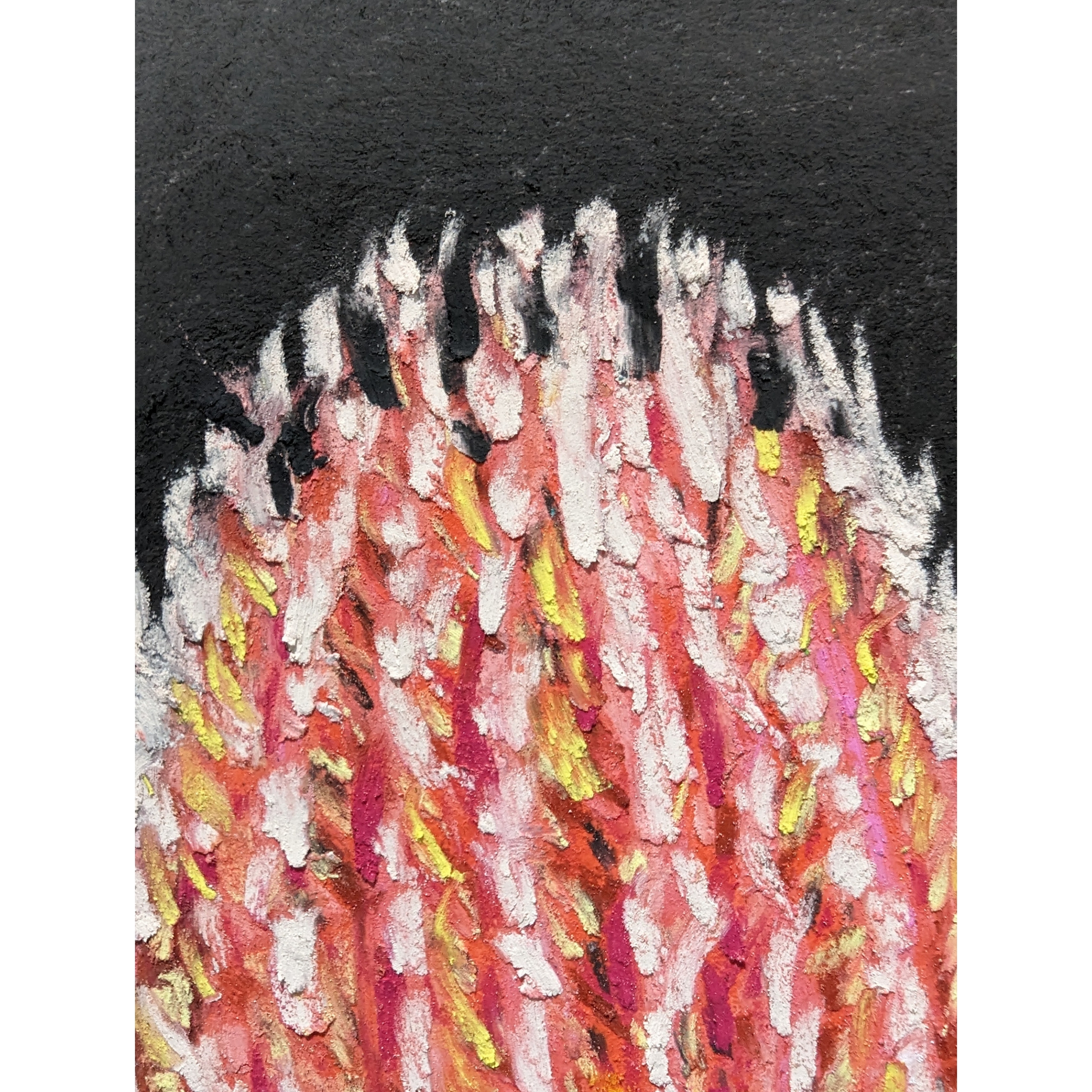 Sam Askin Banksia Petals