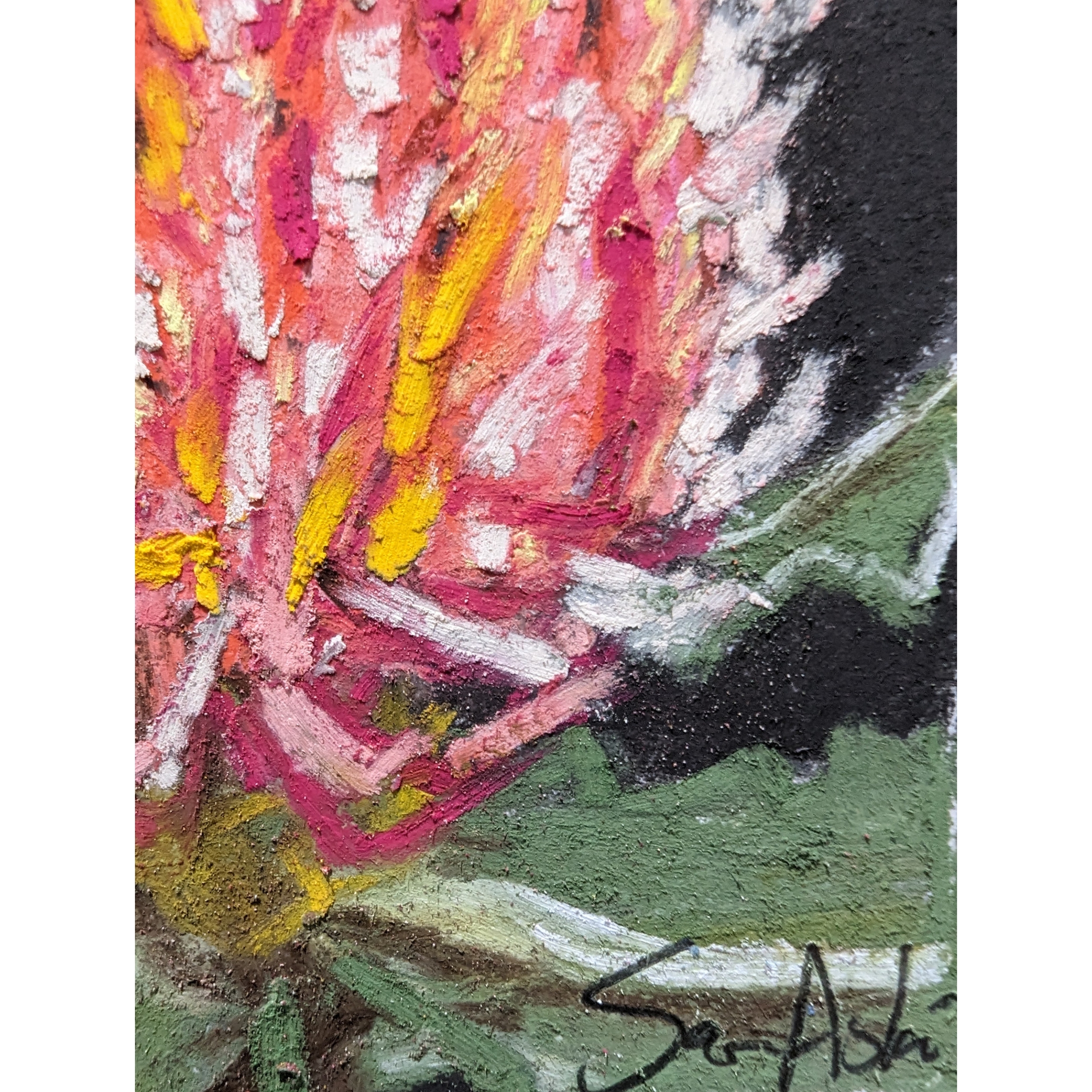 Sam Askin Banksia Signature