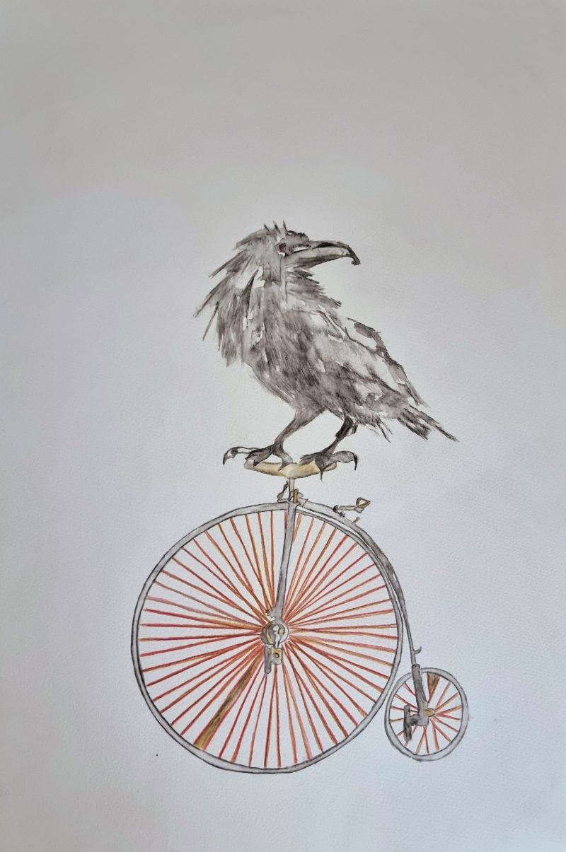 Raven study on a penny farthing
