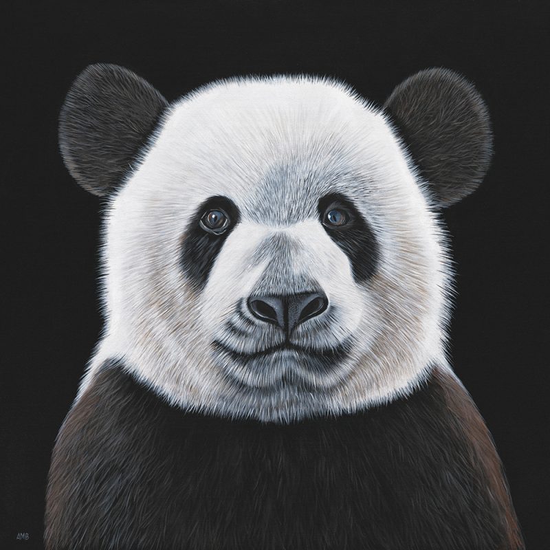 Bamboo – Giant Panda