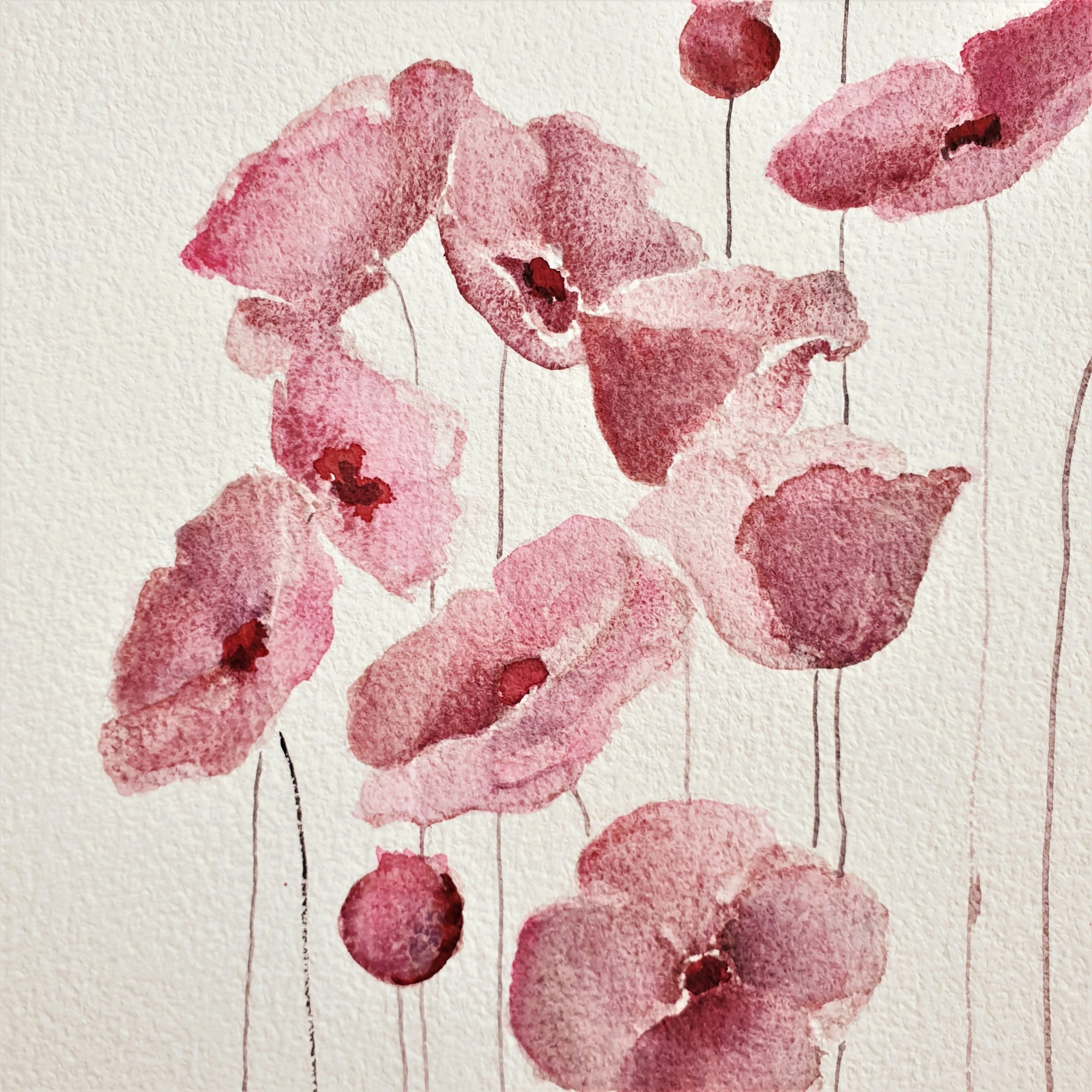 Dusty Pink Poppies Lucinda Leveille 3