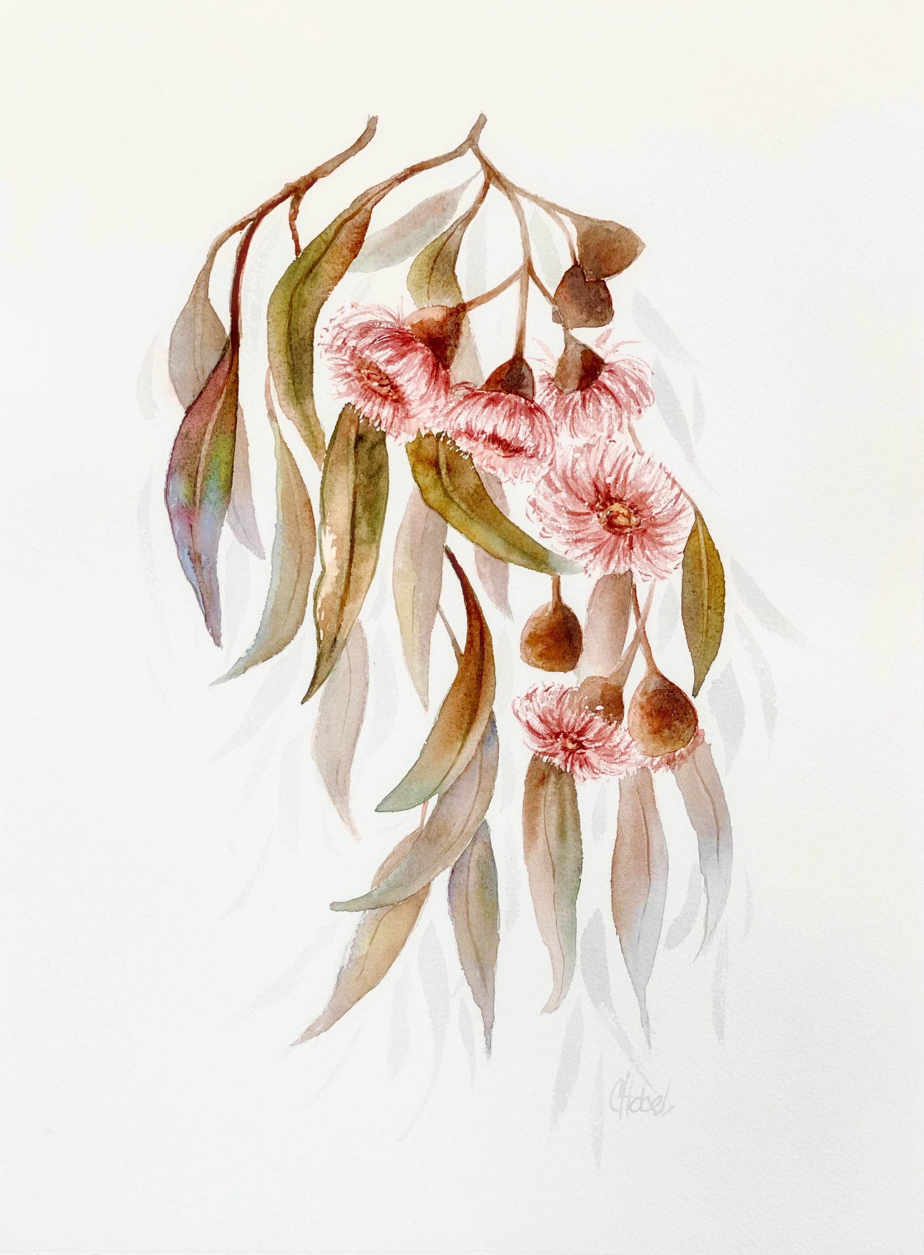 watercolour australian flowers