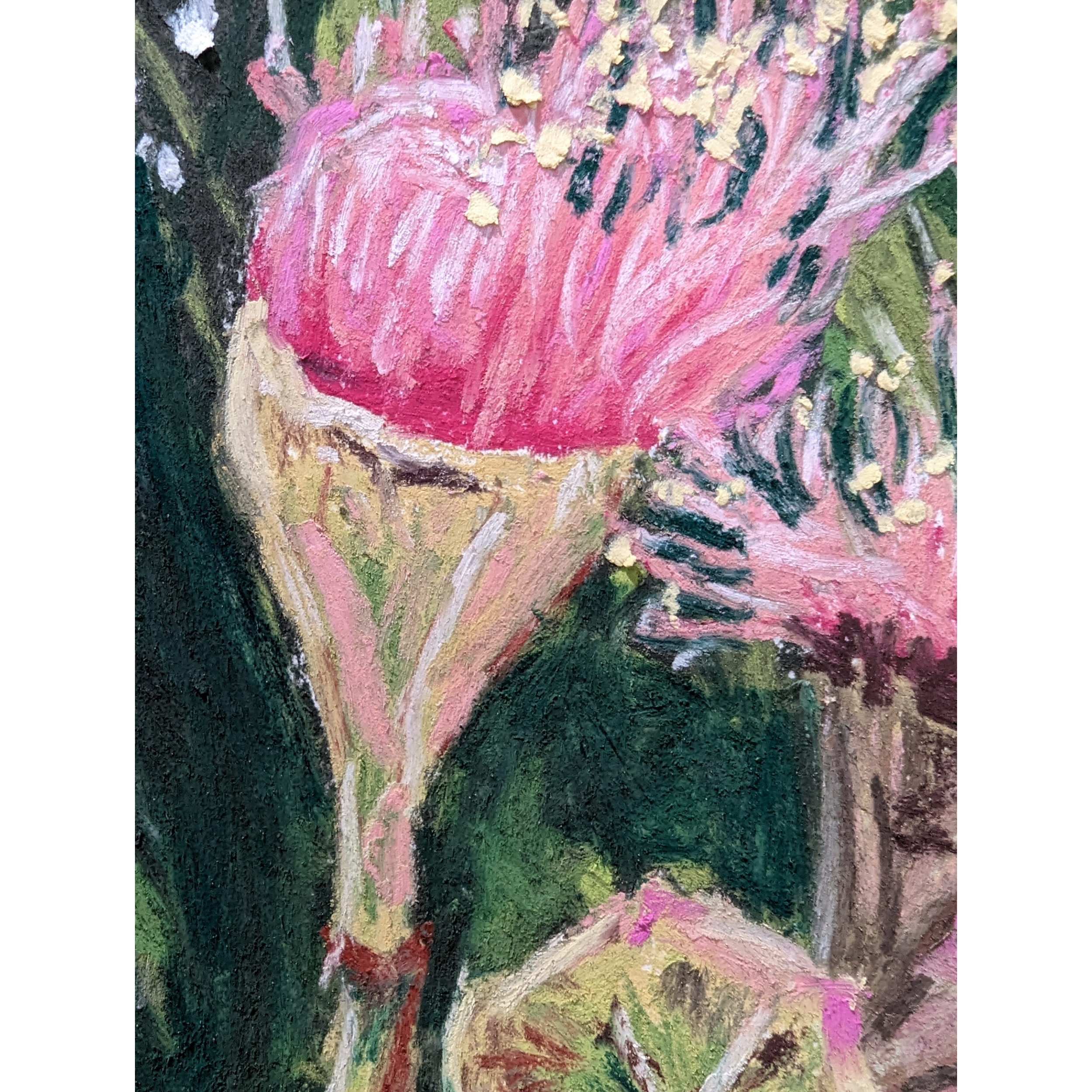 Sam Askin Gumnut Flowers Opening Bud