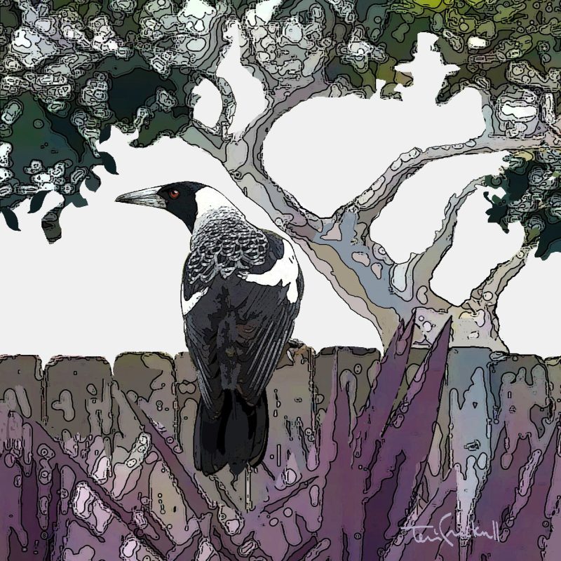 Magpie on the fence – ltd edition print