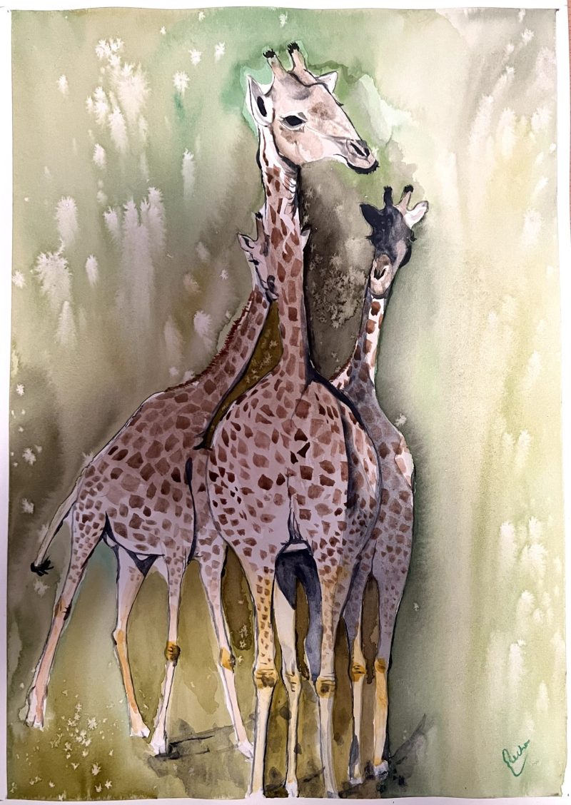 Giraffes African Safari Series