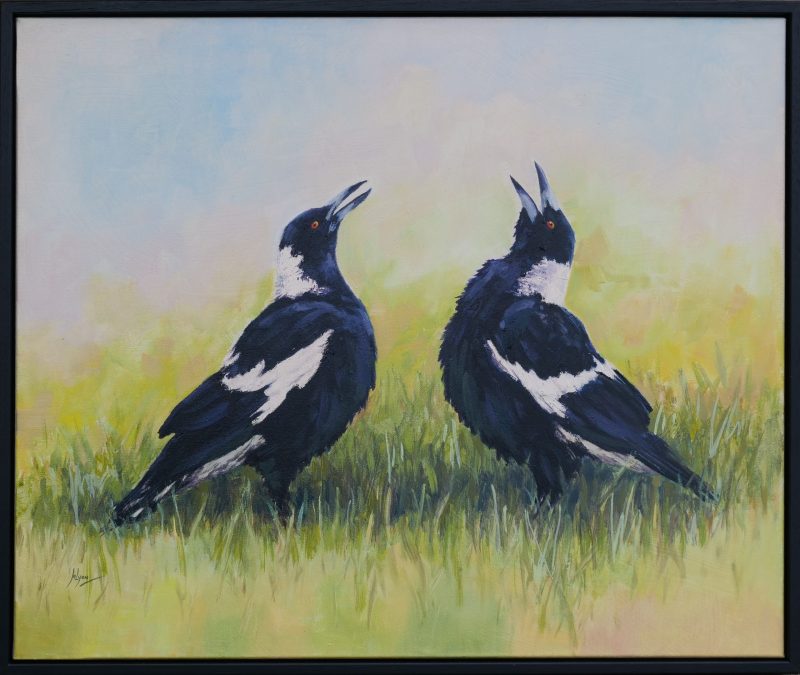 Magpie Chorus Singers Australian Native Bird 199