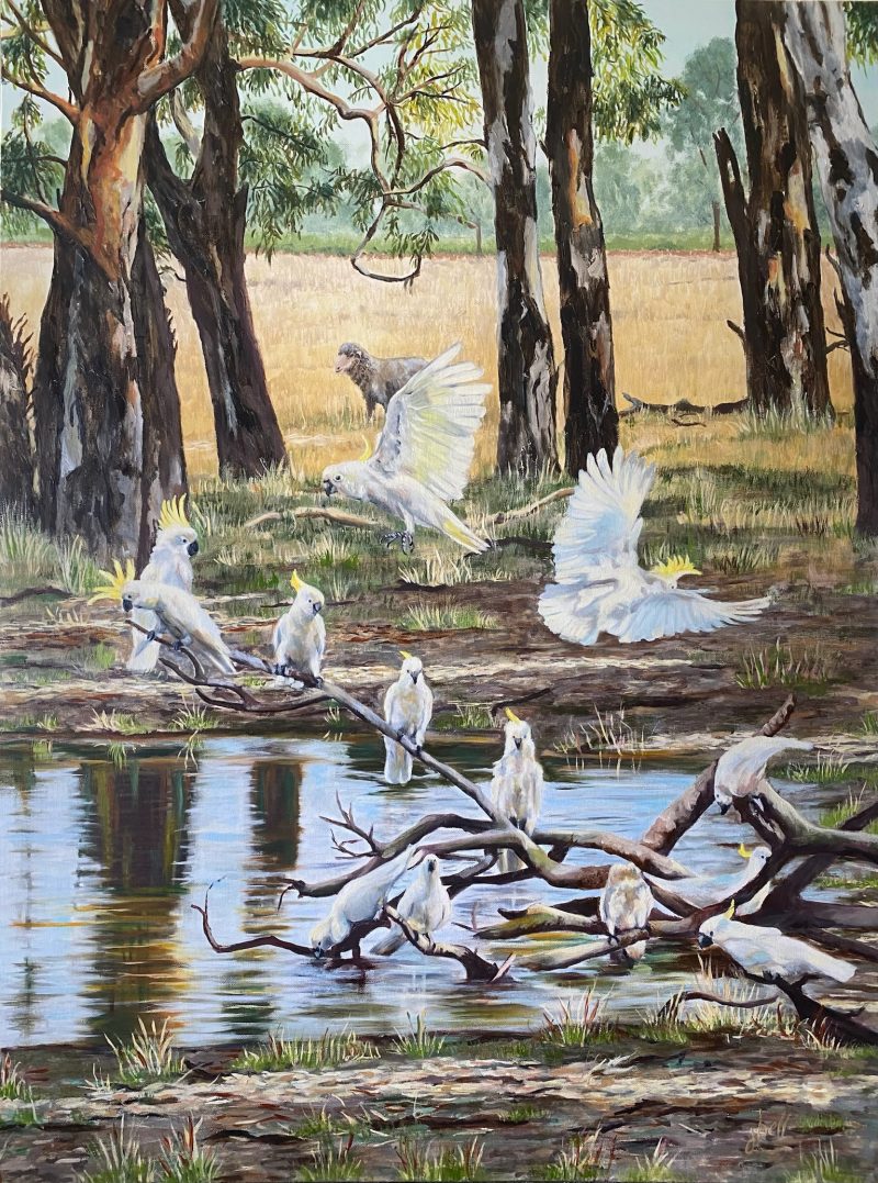Order in the Swamp – Cockatoos
