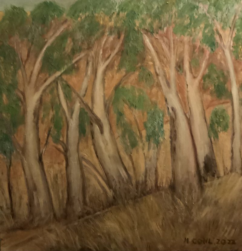Among the gum trees