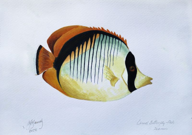 Lined Butterfly Fish