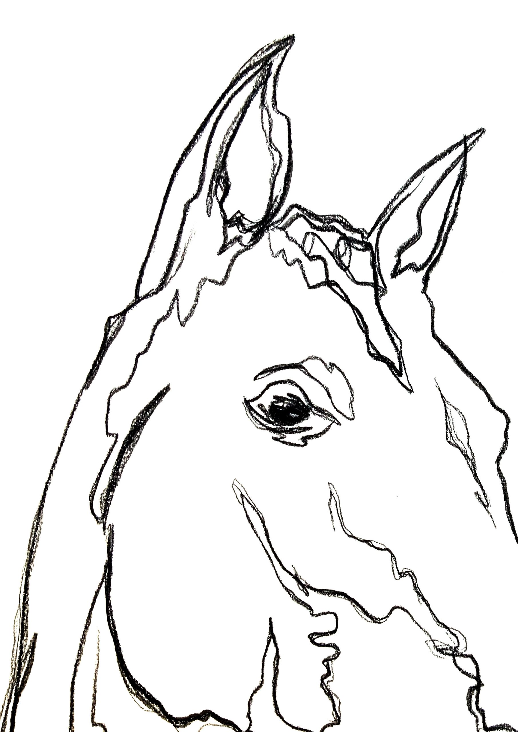 Sydney Artist Leni Kae Horse 4 Closeup Line Art Drawing Charcoal