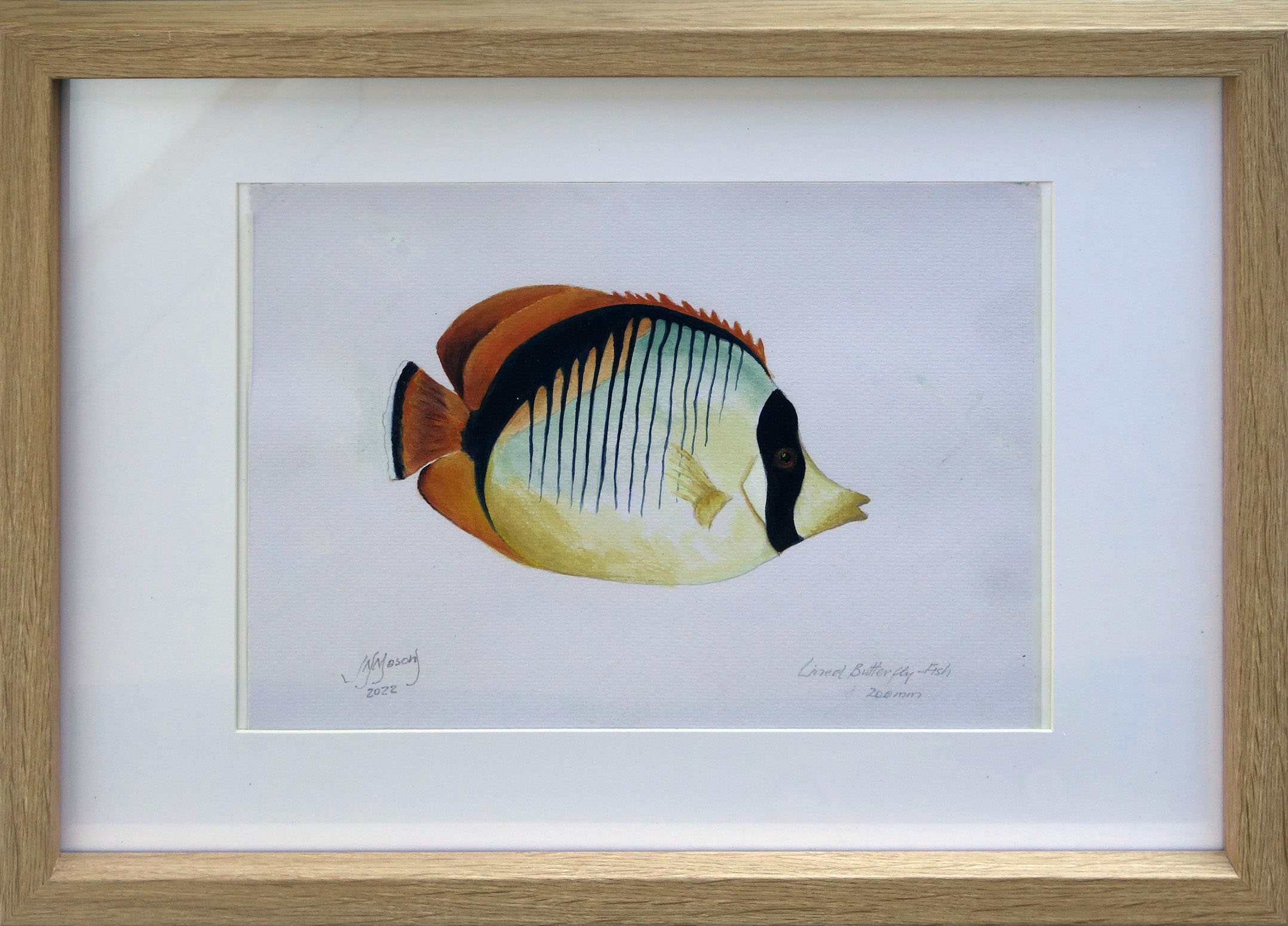 Lined Butterfly2 Fishframed1550px