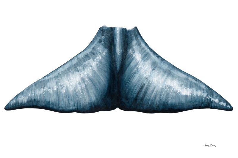 Oceanic Tail – Blue Whale
