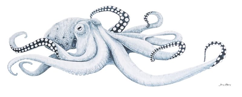 Oceanic Octopus