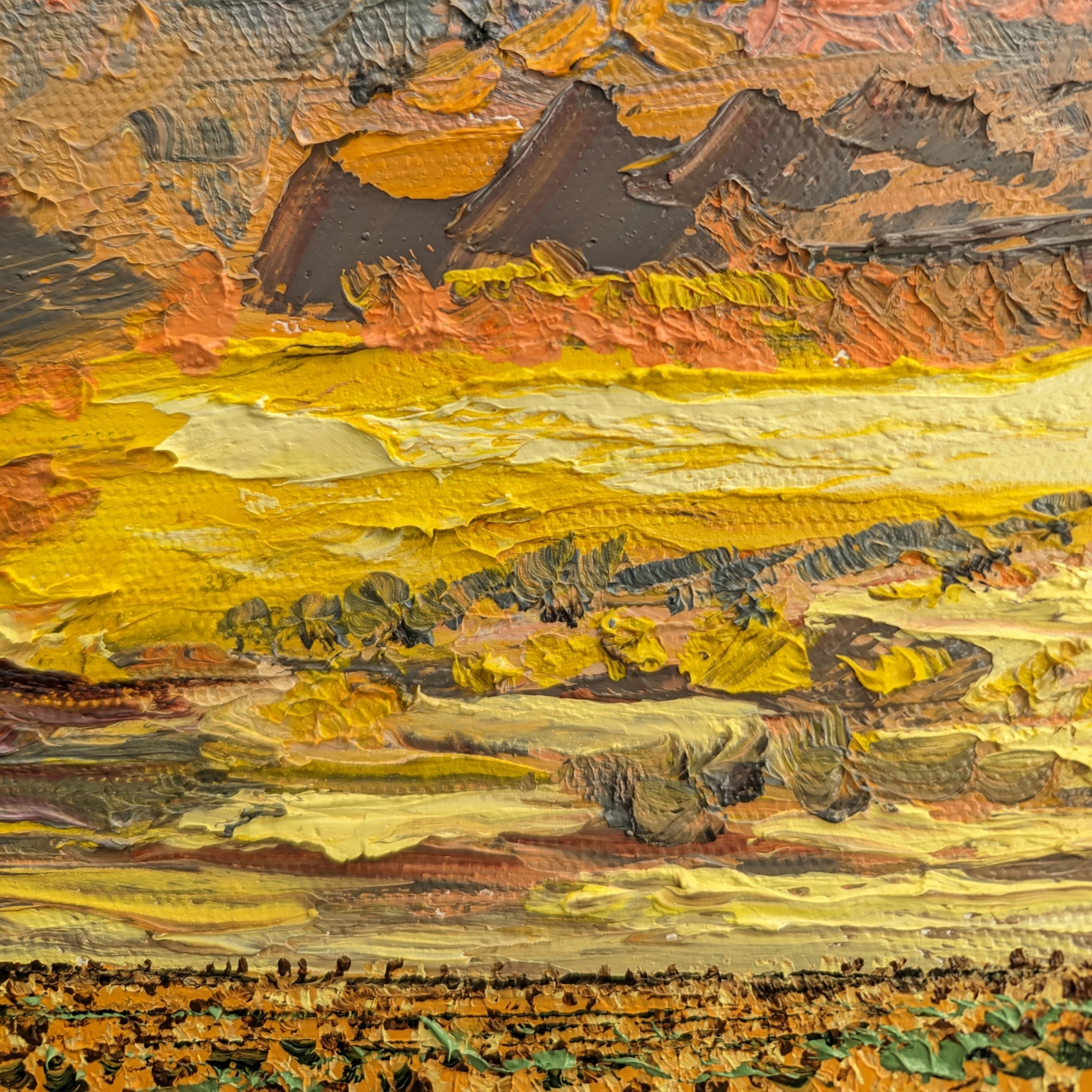 Sam Askin Sunflower Field Sunset Sunlight