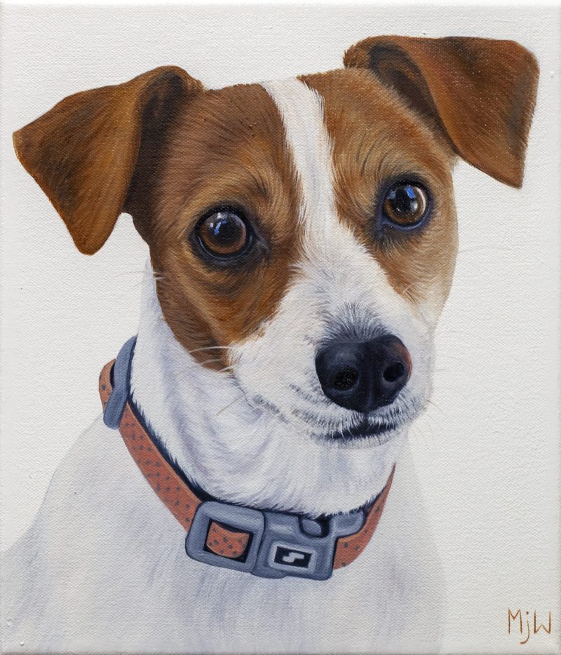Indi the Jack Russell