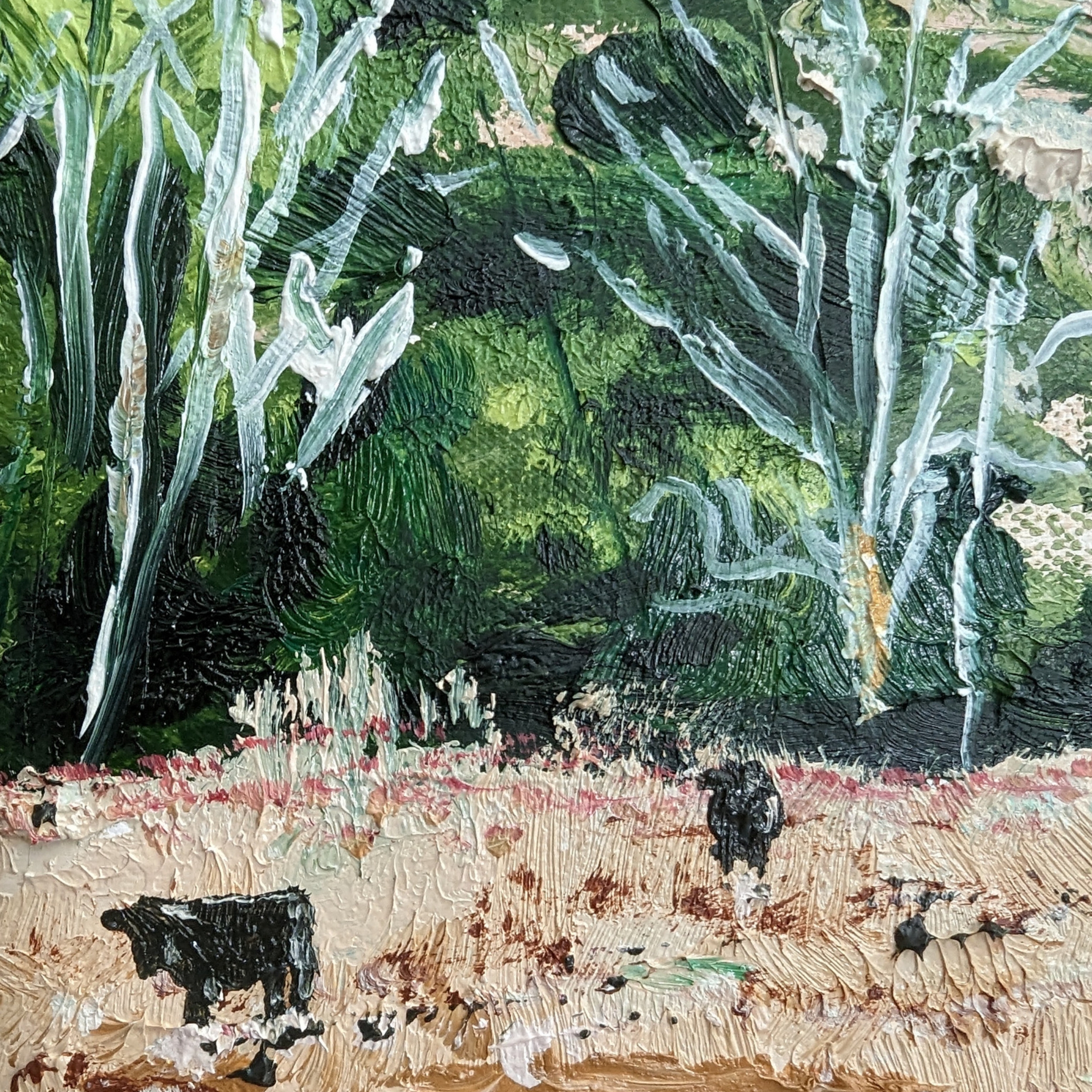 Sam Askin Cudlee Creek Cows