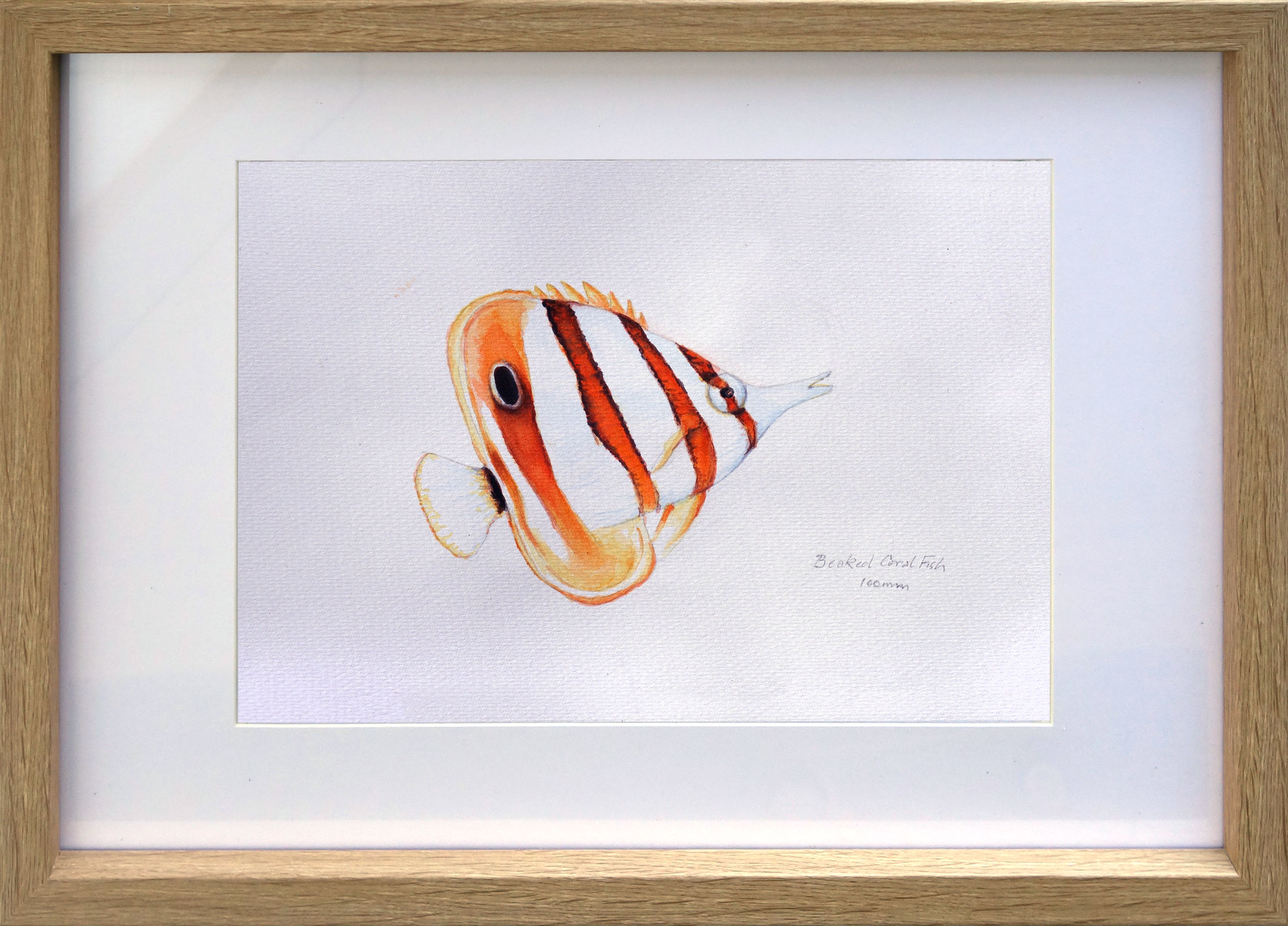 Beakedcoralfishframed1550px