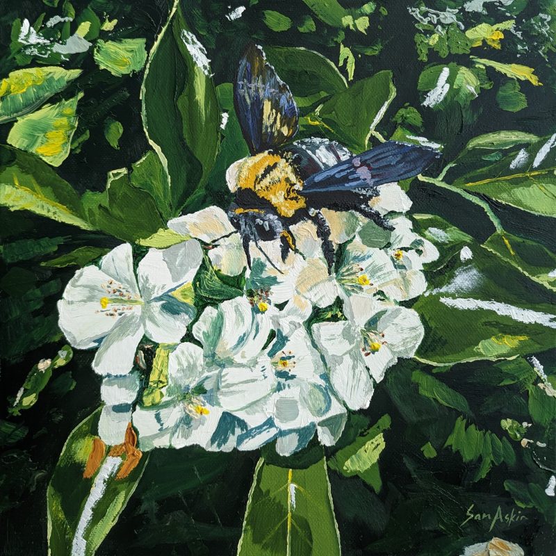 Carpenter Bee and Mock Orange