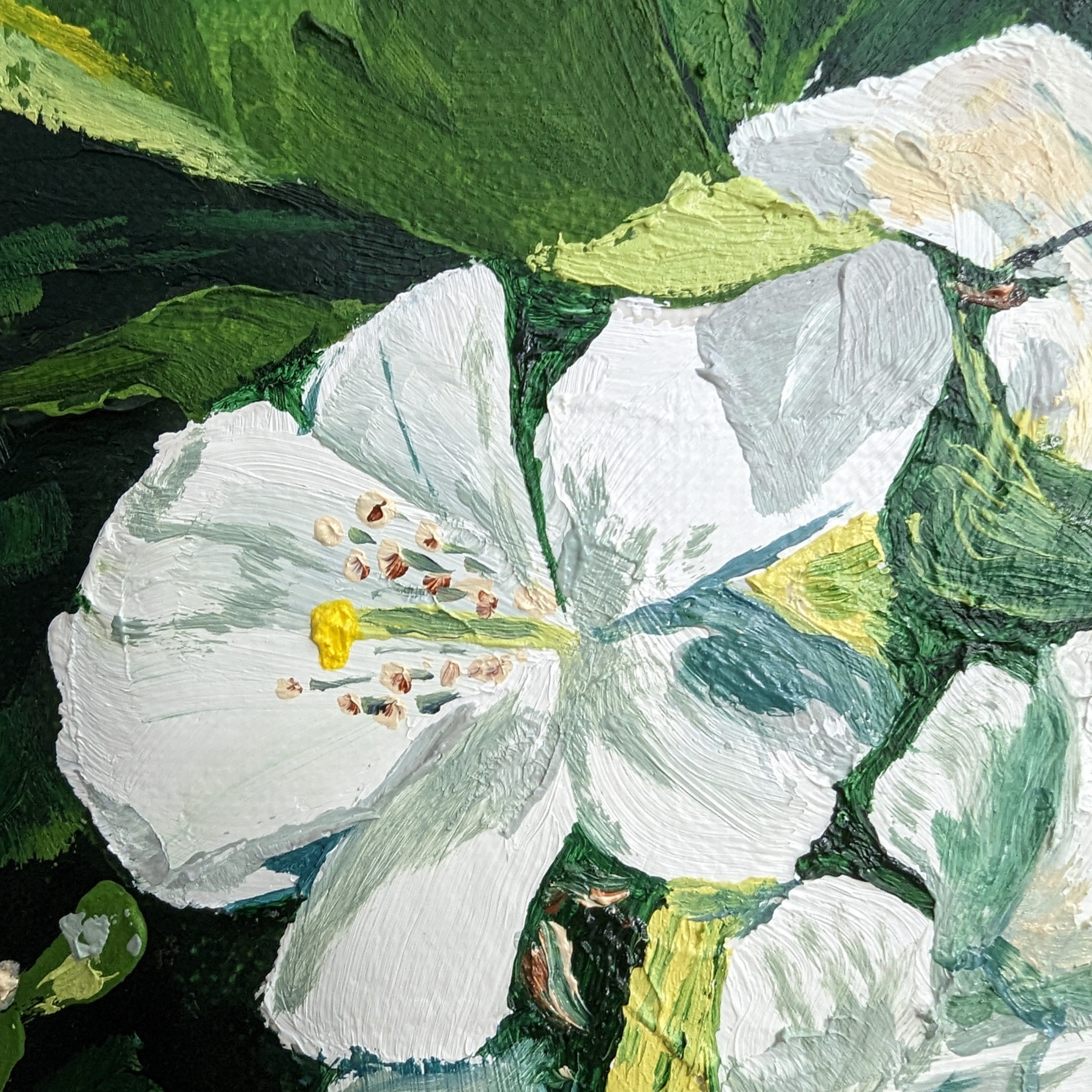 Sam Askin Great Carpenter Bee Mock Orange Flower