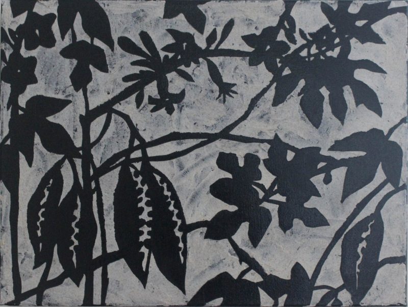 Bidwillii Silhouette