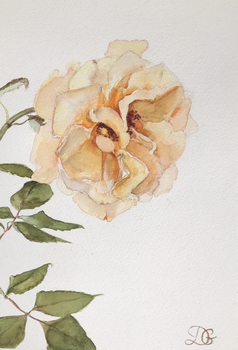 The Apricot Rose
