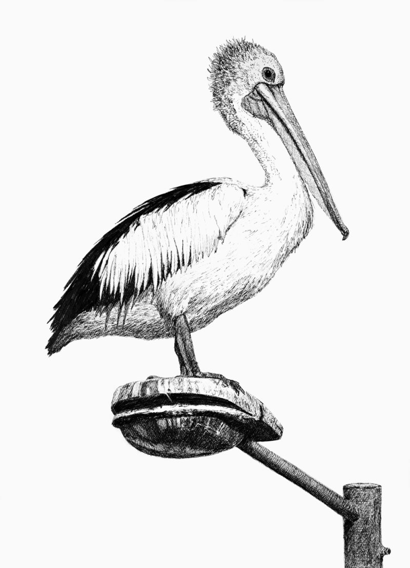 Pelican Drawing – Pelican Pete
