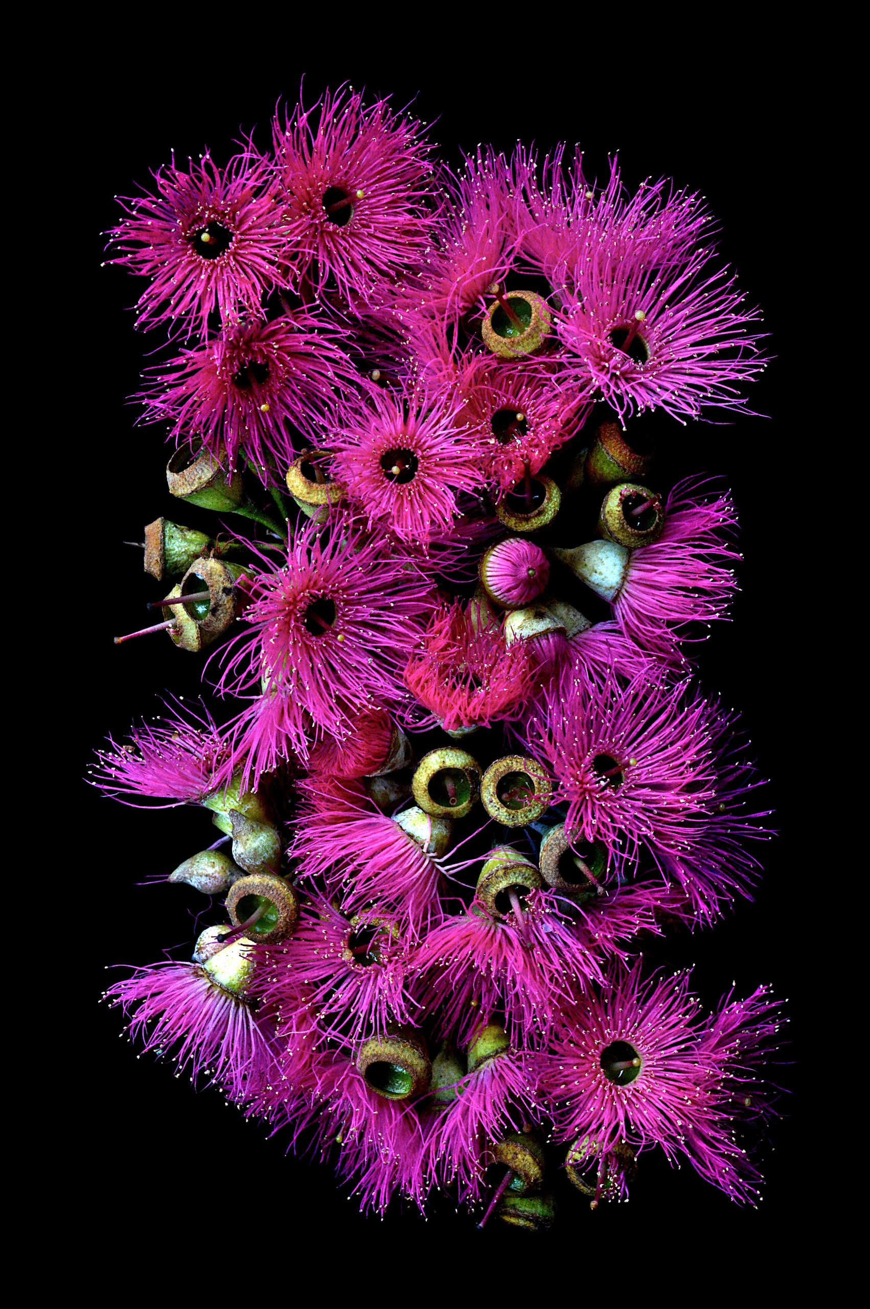 Pink Flowering Eucalyptus Ltd Ed Print - Art Lovers Australia