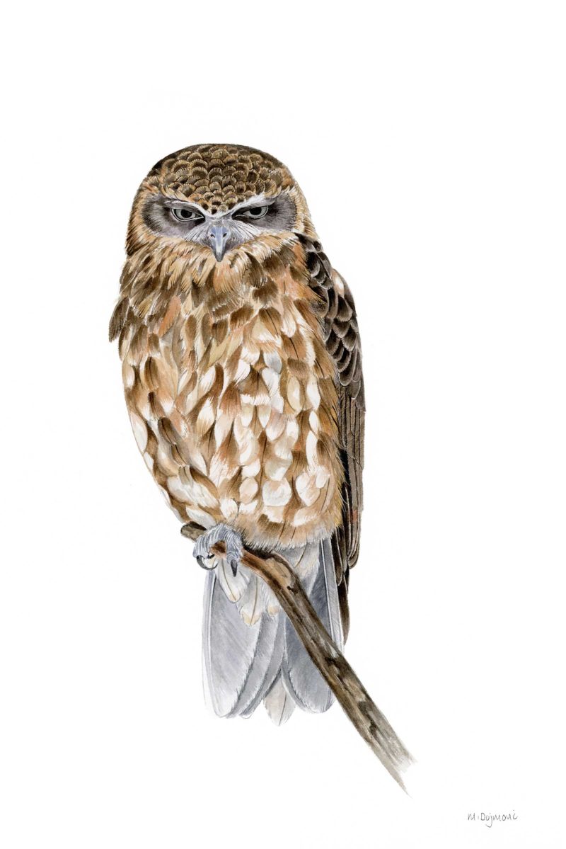 Sleepy Southern Boobook Owl