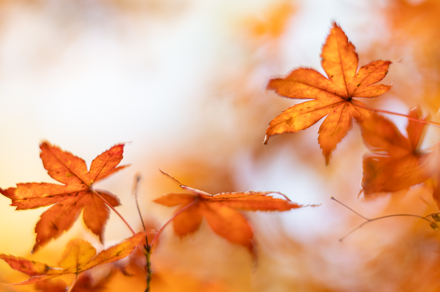Autumn Fire