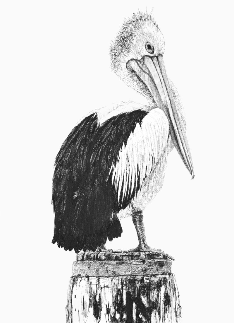 Gaze of the Avian Sentinel: An Australian Pelican’s Silent Vigil