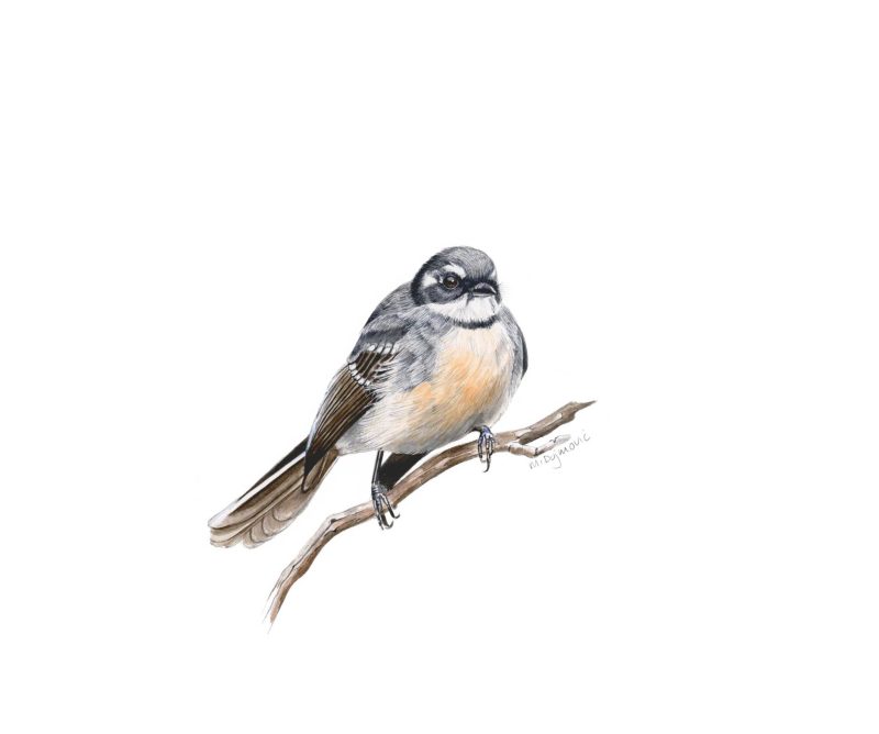 Grey Fantail in the Wintertime
