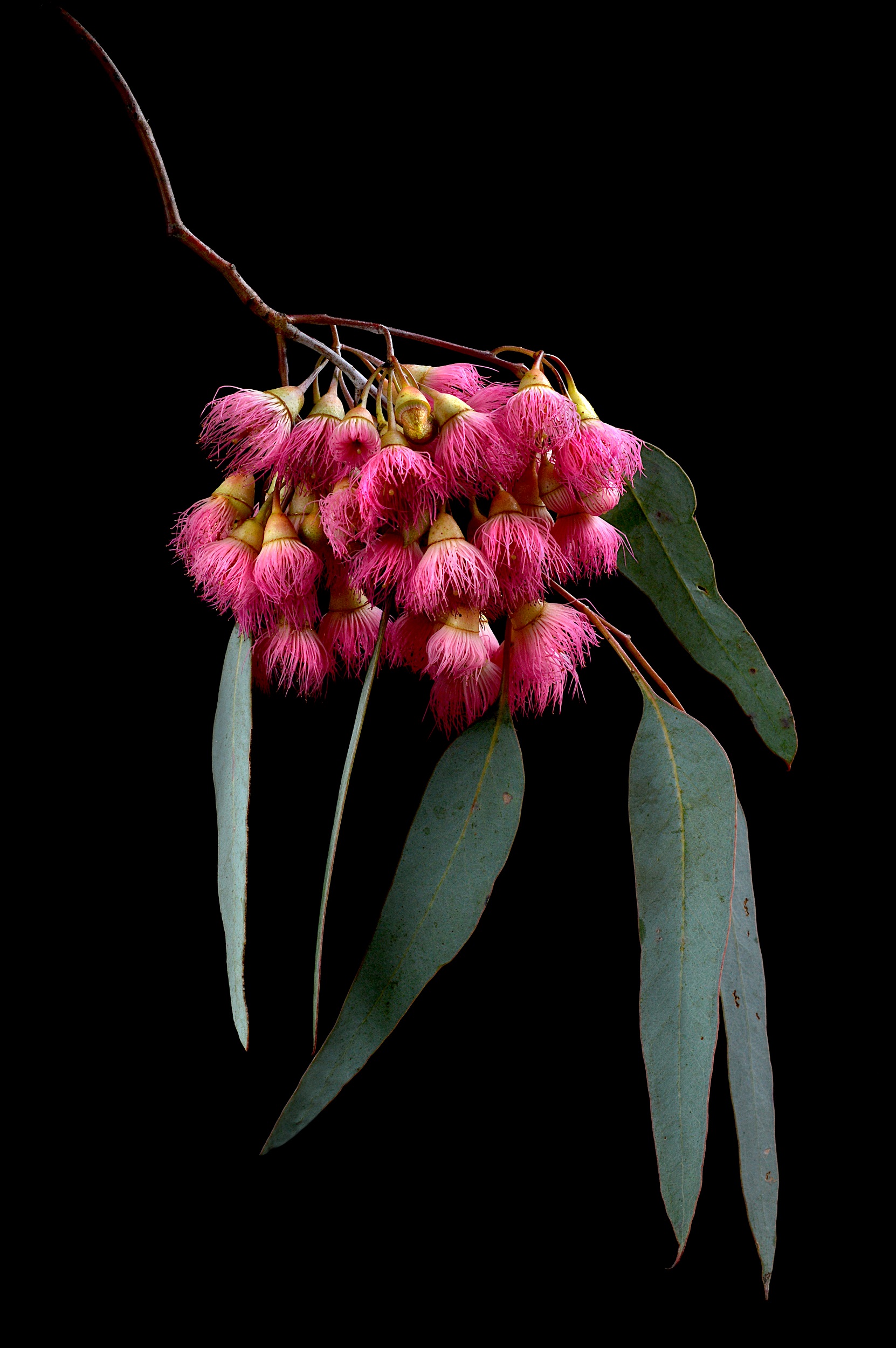 Pink Gum Blossoms Ltd Ed Print - Art Lovers Australia