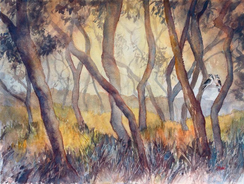 Kookaburra forest landscape