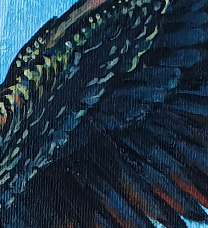 Red Tailed Black Cockatoo Det2