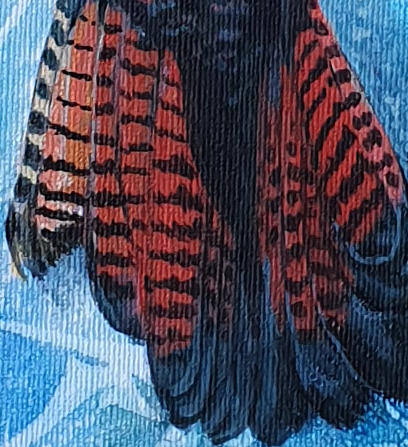 Red Tailed Black Cockatoo Det5