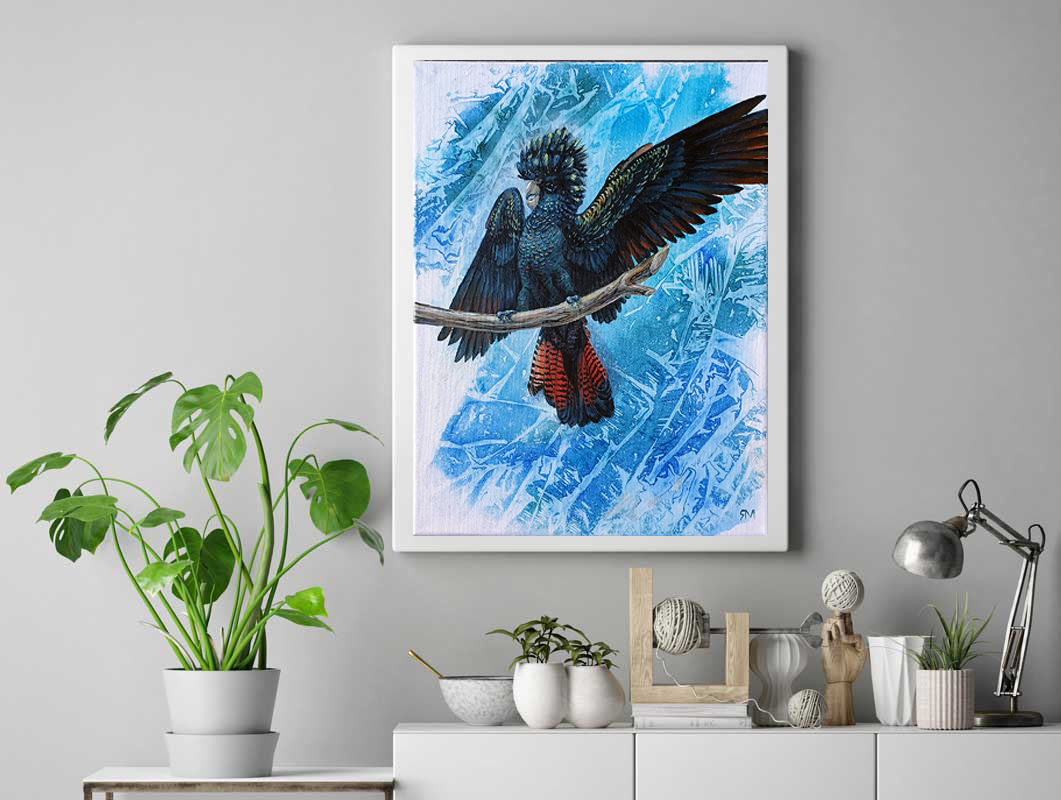 Red Tailed Black Cockatoo Insitu1