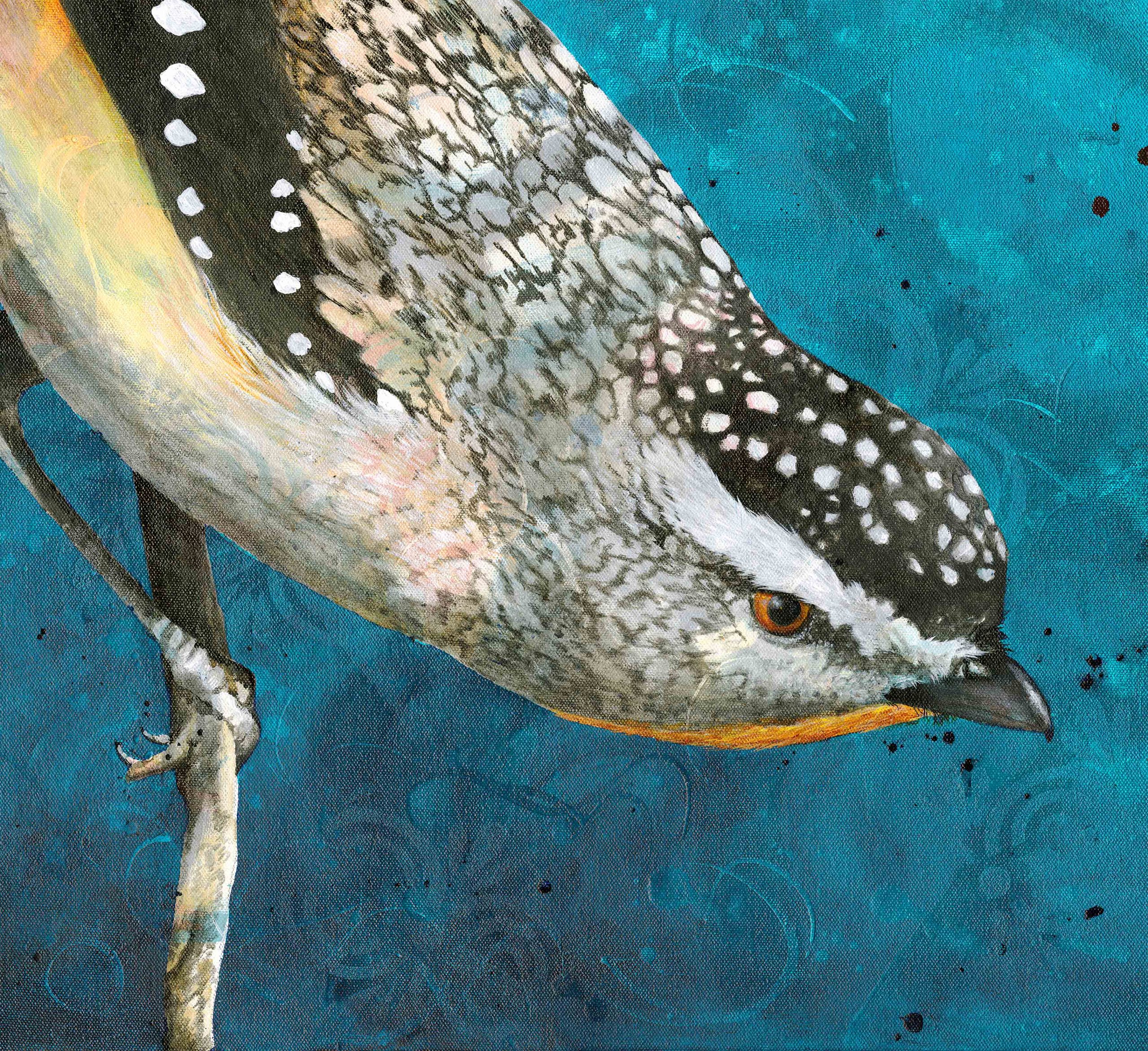 Pardalote Crop
