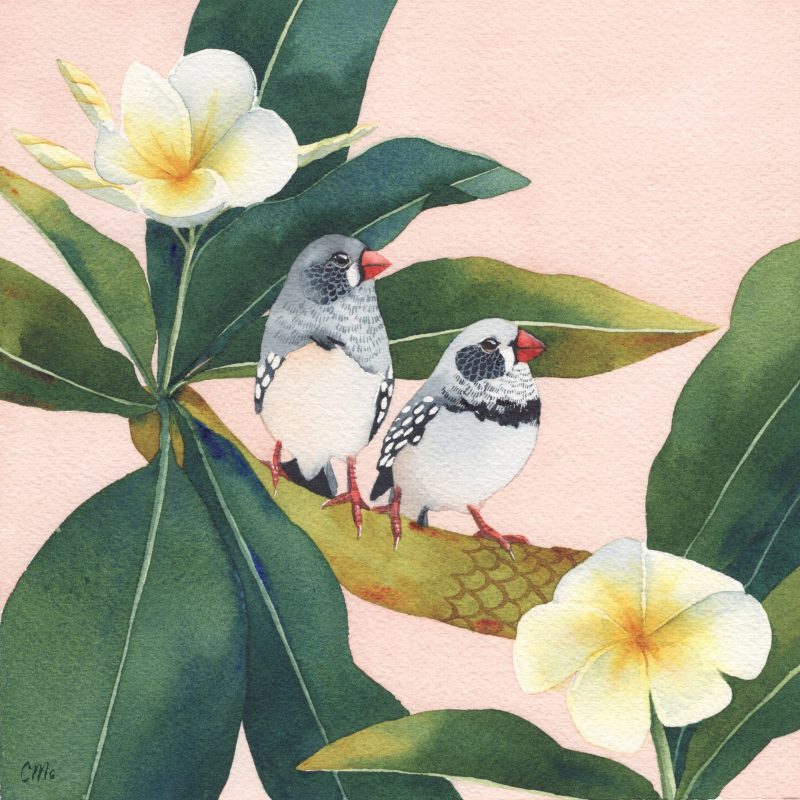 Finches and Frangipanis