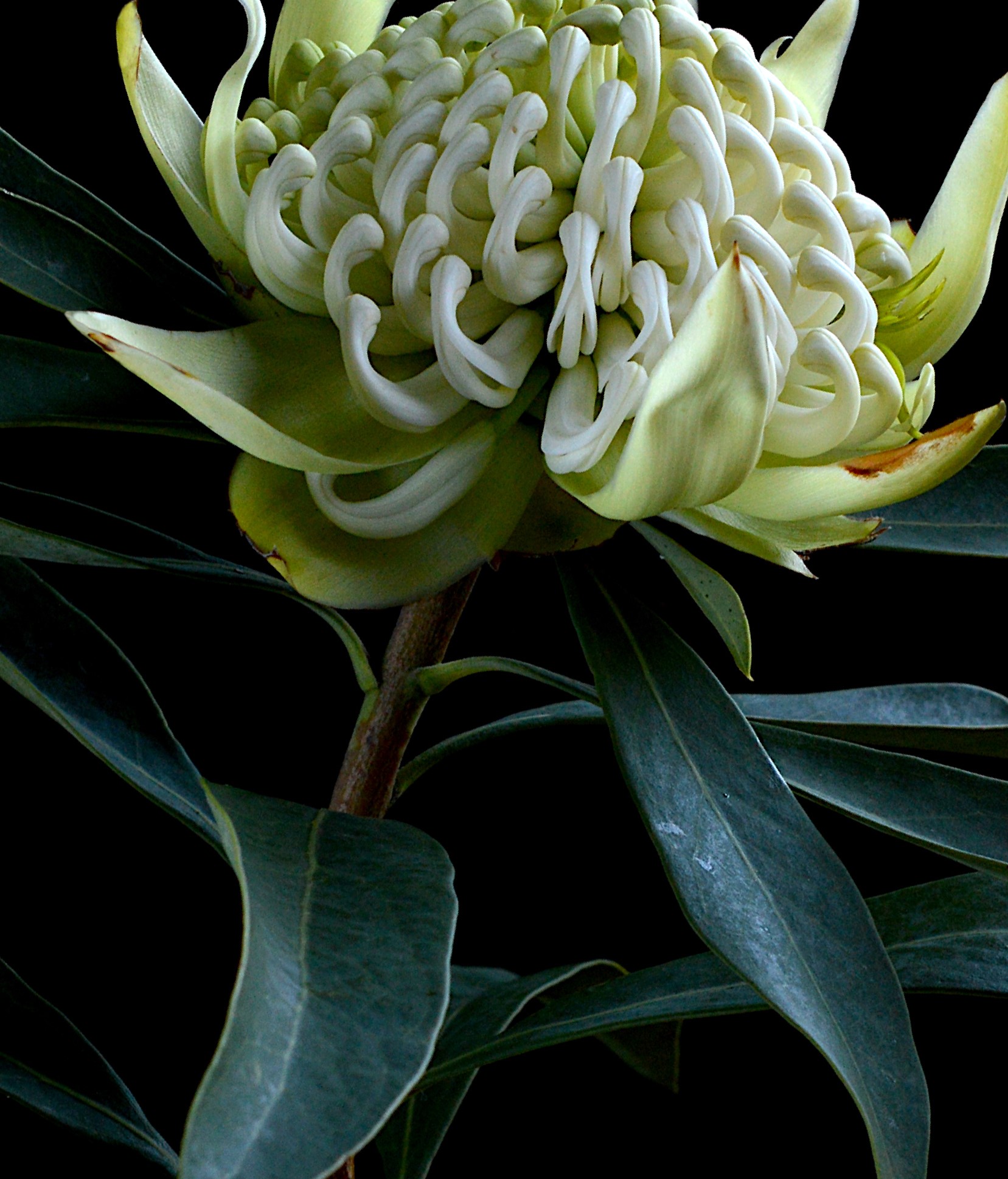 White Waratah Crop