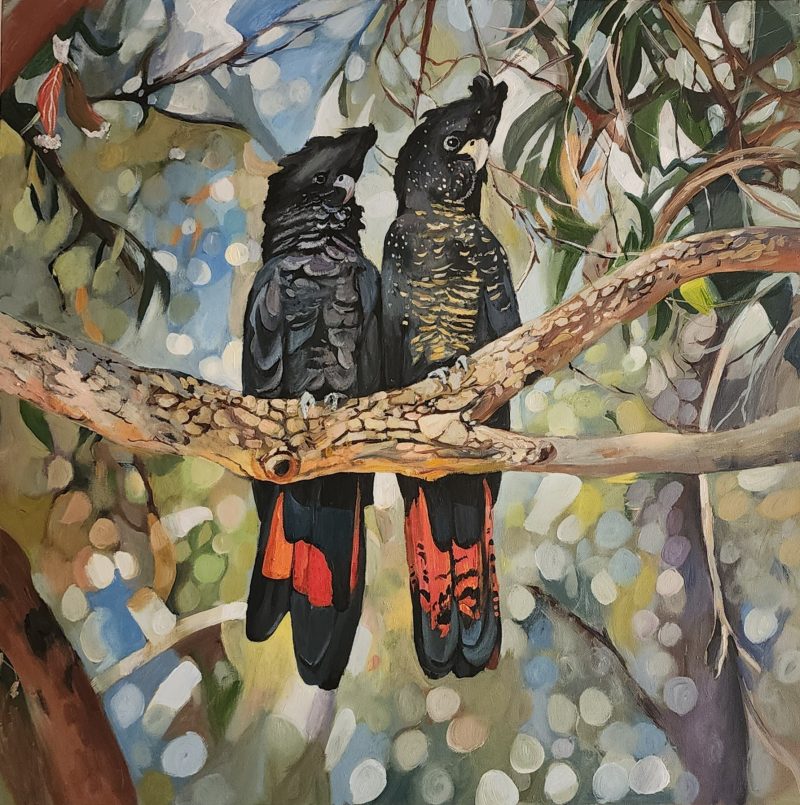 Pair of Black Cockatoos