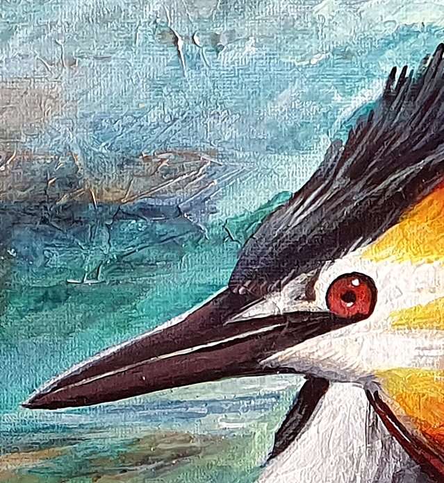 Crested Grebe Det1