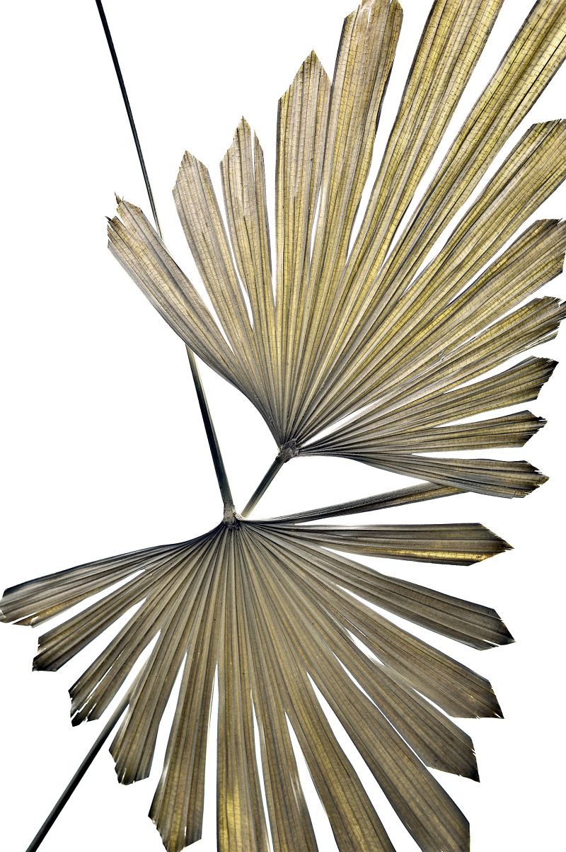 Dried Palm Leaves Ltd Ed Print