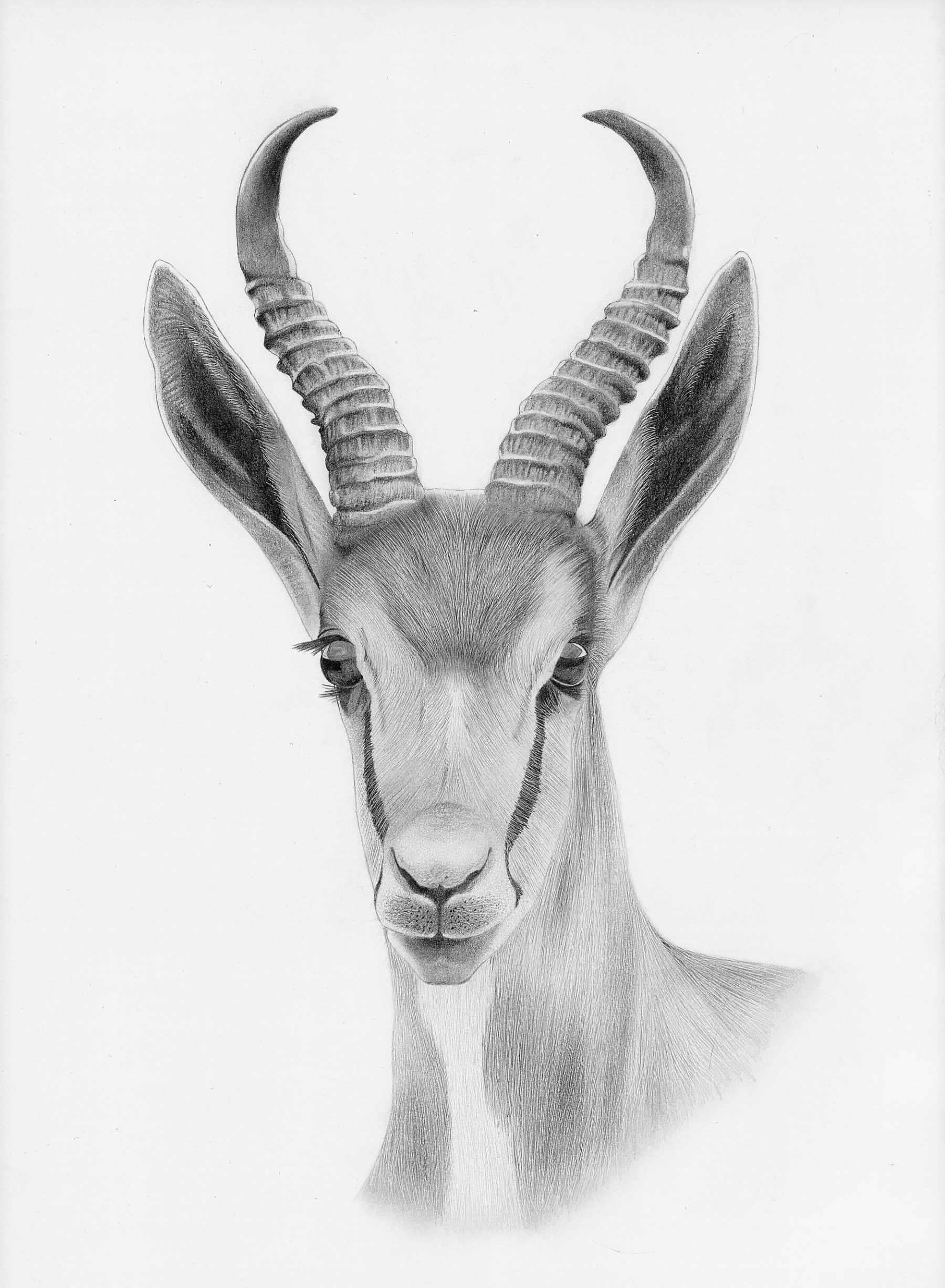 South African Springbok Ltd Ed Print - Art Lovers Australia