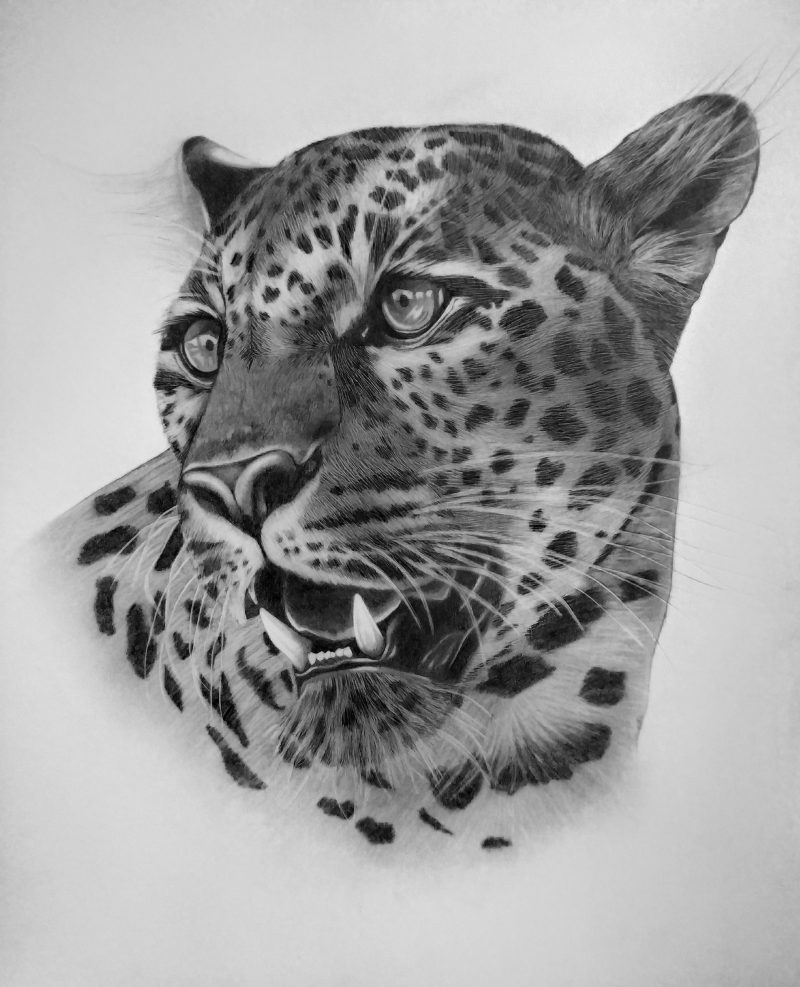 African Leopard Ltd Ed Print