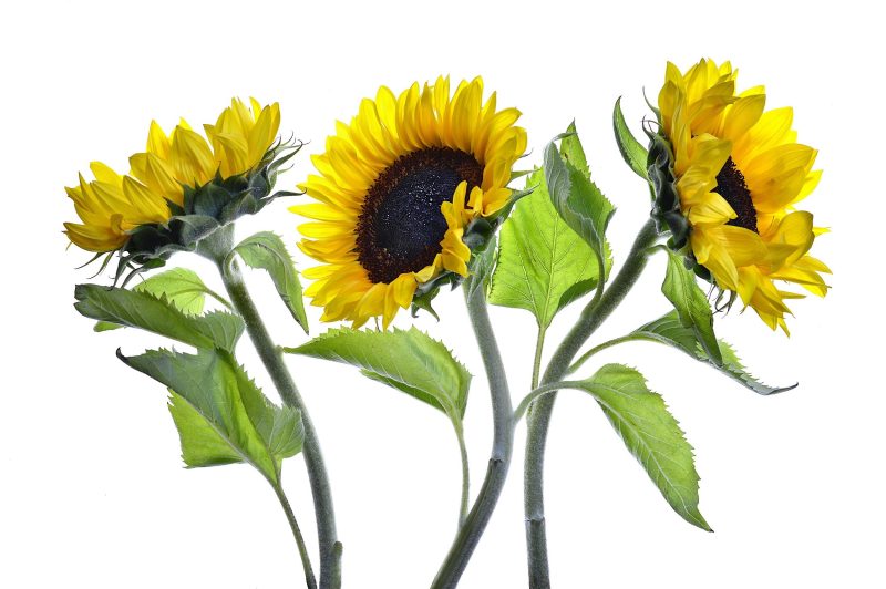 Sunflowers Ltd Ed Print
