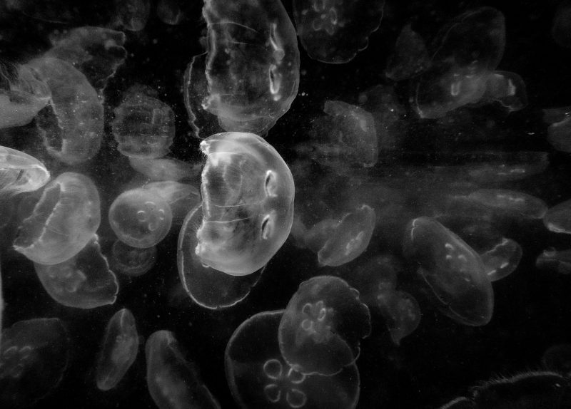 Jellyfish3night 1 800x574