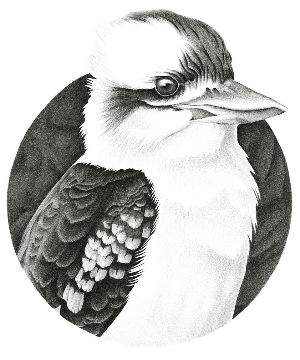Kookaburra Detail 1