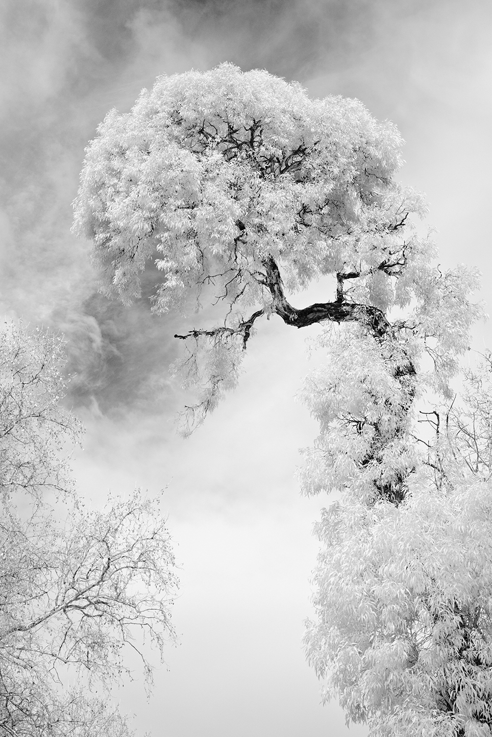 Leuce Tree Photography White Tree Snowtree Infrared Photo Fineart Nikart